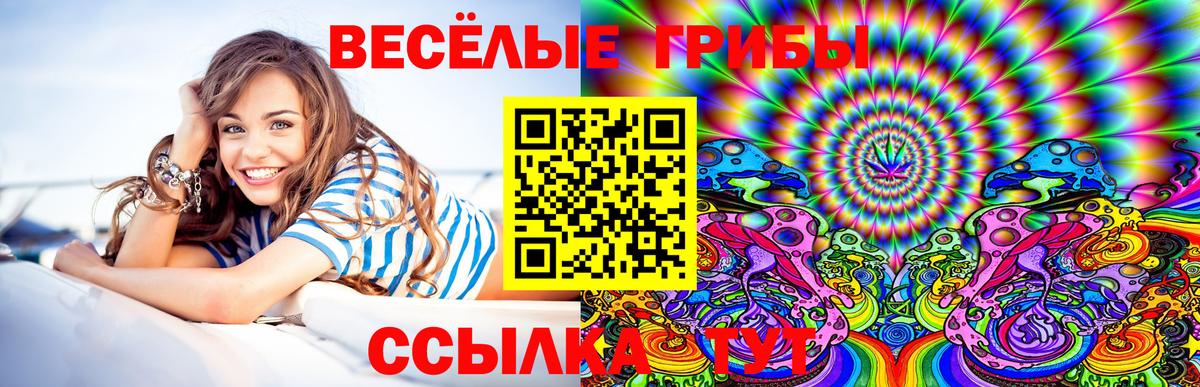 Псилоцибиновые грибы Psilocybine cubensis Калининград